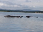 Count the hippo's in this picture - Nine in total, I recall!