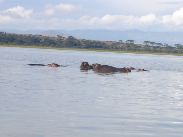 The hippo's were actally standing which shows how shallow the water really was!