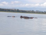 The hippo's were actally standing which shows how shallow the water really was!