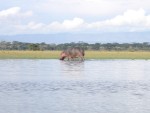 An old male hippo!  When they are deserted, the male hippo leaves a very 'lonely life.  Shame!