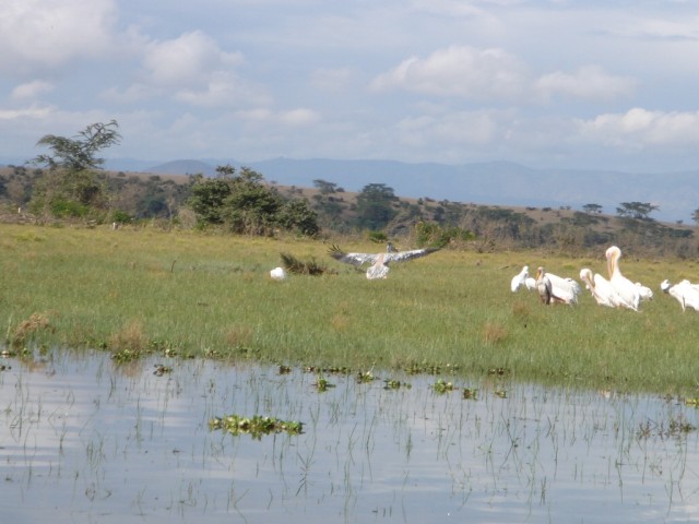 There also a few Pink-backed Pelicans in the midst of the group of Pelicans.