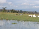 There also a few Pink-backed Pelicans in the midst of the group of Pelicans.