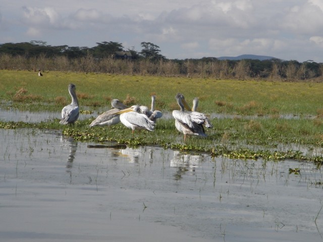 A group of Pink-backed Pelicans