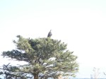 African Hawk-Eagle.