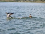 A brace of ducks.