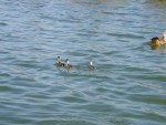 Cute little ducklings....