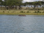 Another large hippo!