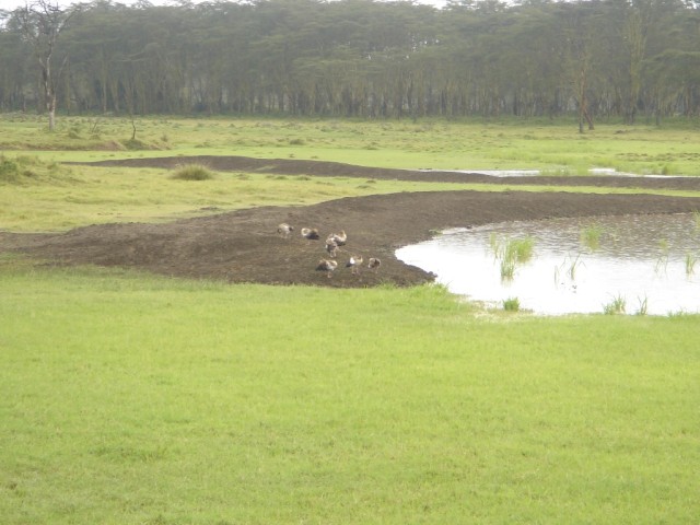 Marabou Storks 