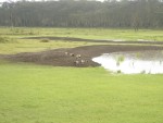 Marabou Storks 