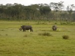 Pair of White Rhino's