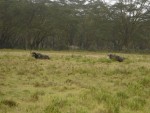 Two Water Buffalos 