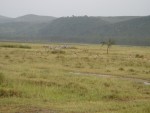 Common Zebras - notice the key differences versus the Grevy Zebras.  Common Zebras strips continue on the underside of the Zebra whilst Grevy's strips don't, and the dark strips are wider in the Common Zebra.  Impala's in the background.
