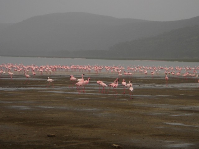 Lesser Pink Flamingo - we were advised that it in high-season, there would be anything up to 2 million Flamingos on the Lake!