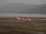Lesser Pink Flamingo - we were advised that it in high-season, there would be anything up to 2 million Flamingos on the Lake!