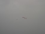 Flamingos flying high!