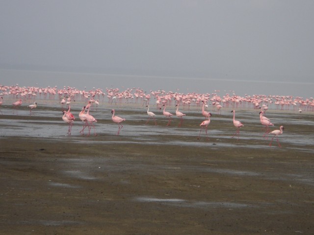 Even more Flamingos!