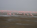 Even more Flamingos!
