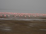 Highlight for Album: Day 5 - Lake Nakuru: Lake Nakuru Lodge