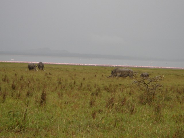 More Flamingos with Rhino's in the foreground
