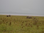 More Flamingos with Rhino's in the foreground