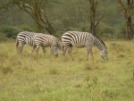 Common Zebras again.