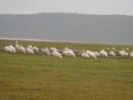 Lots of Storks!