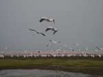 Flying Storks!