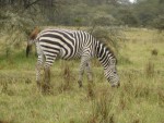 Another Common Zebra - you can definitely tell the difference versus the Grevy Zebra!