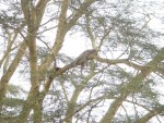 ...and yet again a fantastic Leopard picture!  