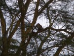 The Leopard turning around.  Hopefully not thinking about "getting us"!