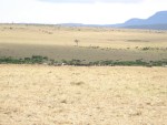 A herd of Wildebeest.