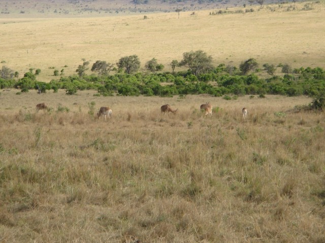 A few Impala's