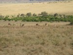 A few Impala's