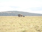 Herd of elephants and their young.
