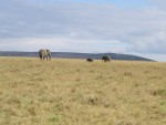 A Large, Medium and Small elephant.