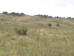 A cheetah in the background (you can just about make it out!) - it's on the mound in the middle of the photo.