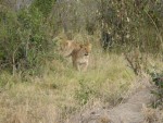 One of the cubs went on a sight-seeing tour.