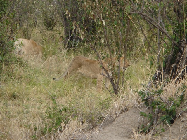 Seemed that the cub was looking out for us too!