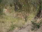 Seemed that the cub was looking out for us too!