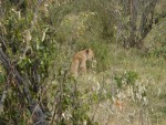 The Cub continues to venture around...