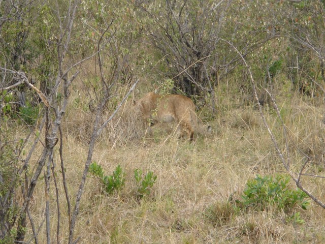 The Cub had had enough and returned to the pride.