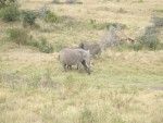 Another herd of elephants.