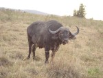 A great photo of a water-buffalo.  Looked us straight in the eyes!