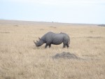 A lonesome hippo.