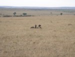 Vultures eating the remains of a 'kill'.