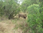 A male lion identified with his mane.  The Lion was actually in a ditch beside the dirt track, and after a while it ventured out and came directly towards us.