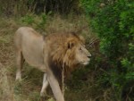 The Lion then continued for a walk, it literally was arms-length away...a fantastic experience to be as close as this to one of nature's fiercest animals!