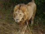 An amazing photo shot of the full lion's mane in all its glory.  It was a beautiful animal!