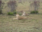 After we followed the lion, we stumbled upon the other lionnesses.  The younger females were resting.