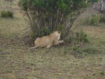 A 'behind' shot of the same lionness.